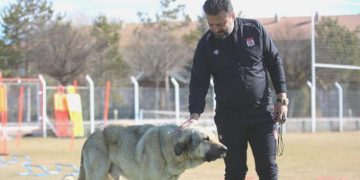 EMS Yapı Sivasspor idmanında davetsiz konuk